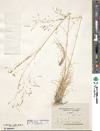 Deschampsia media image