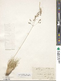 Deschampsia media image