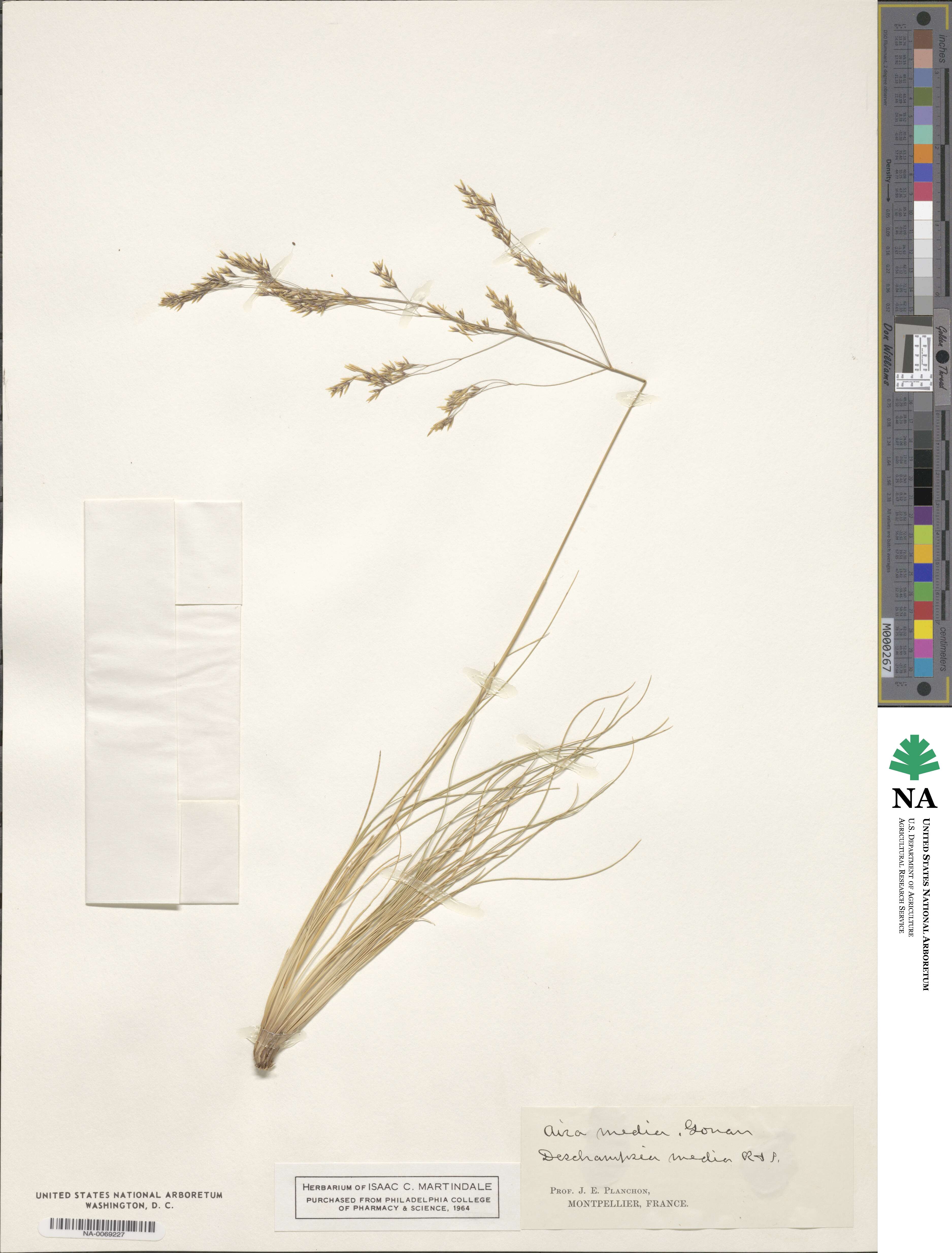 Deschampsia media image