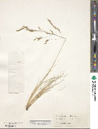 Deschampsia media image