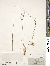 Deschampsia setacea image