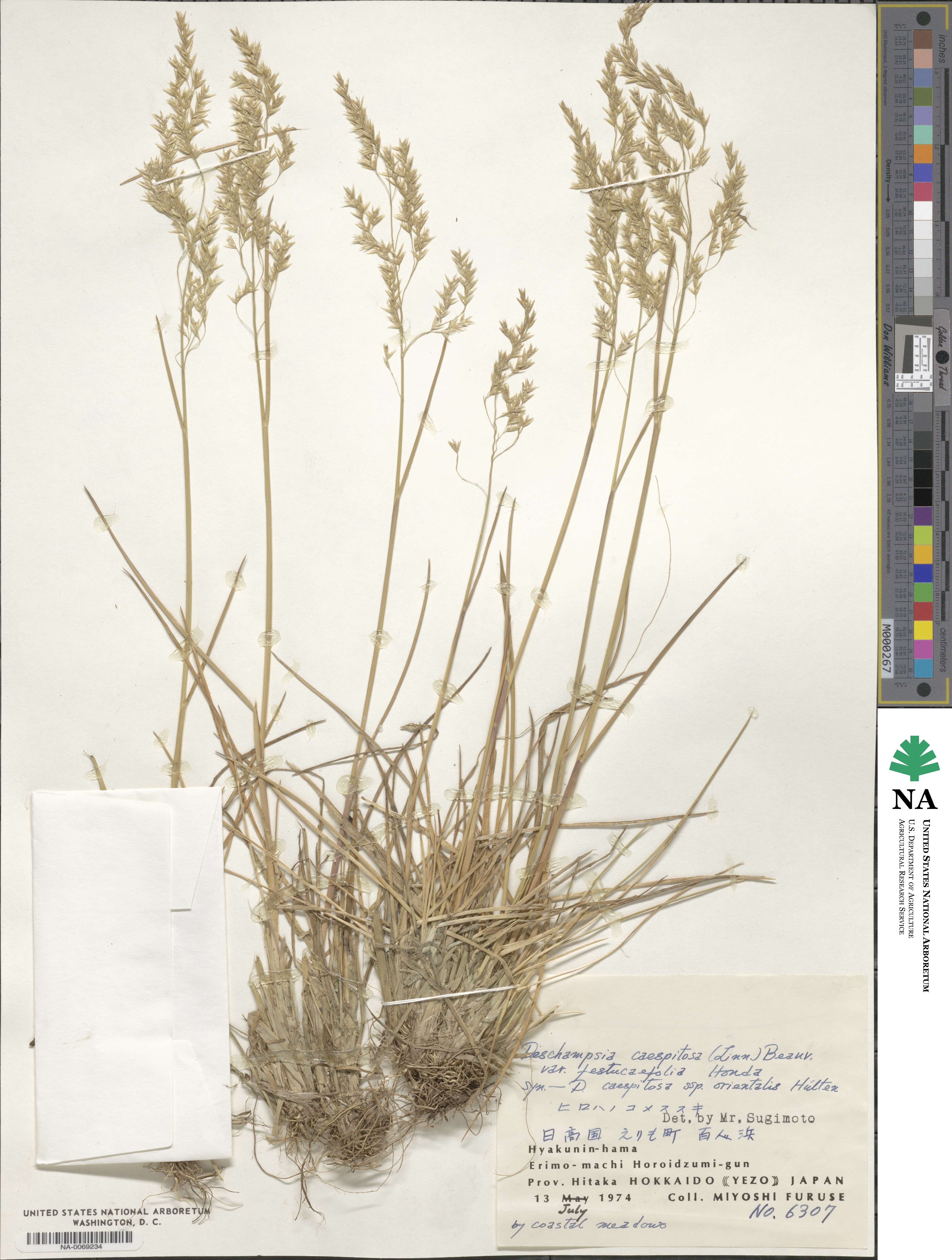 Deschampsia cespitosa subsp. cespitosa image