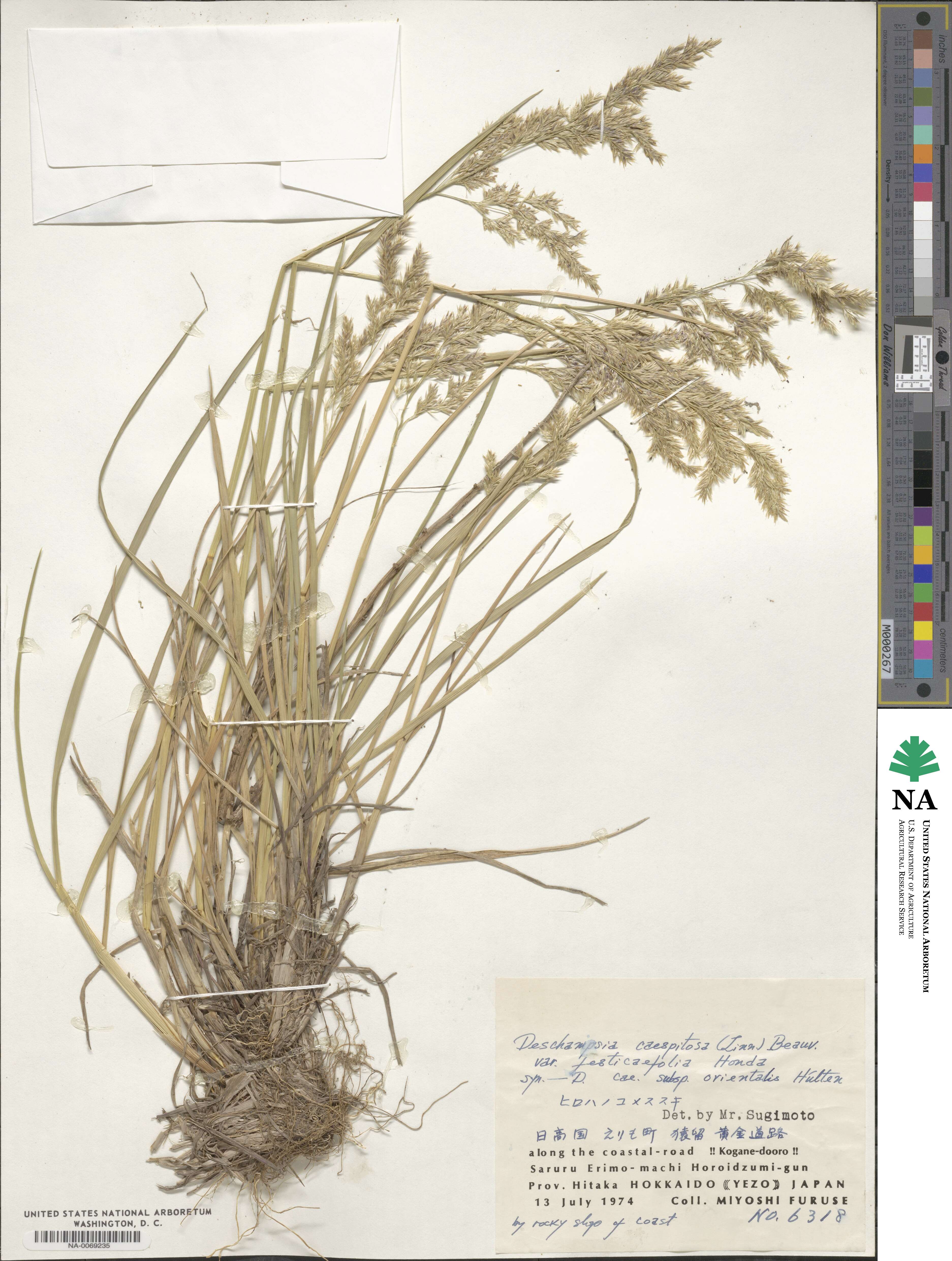 Deschampsia cespitosa subsp. cespitosa image