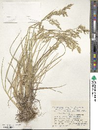 Deschampsia cespitosa subsp. cespitosa image