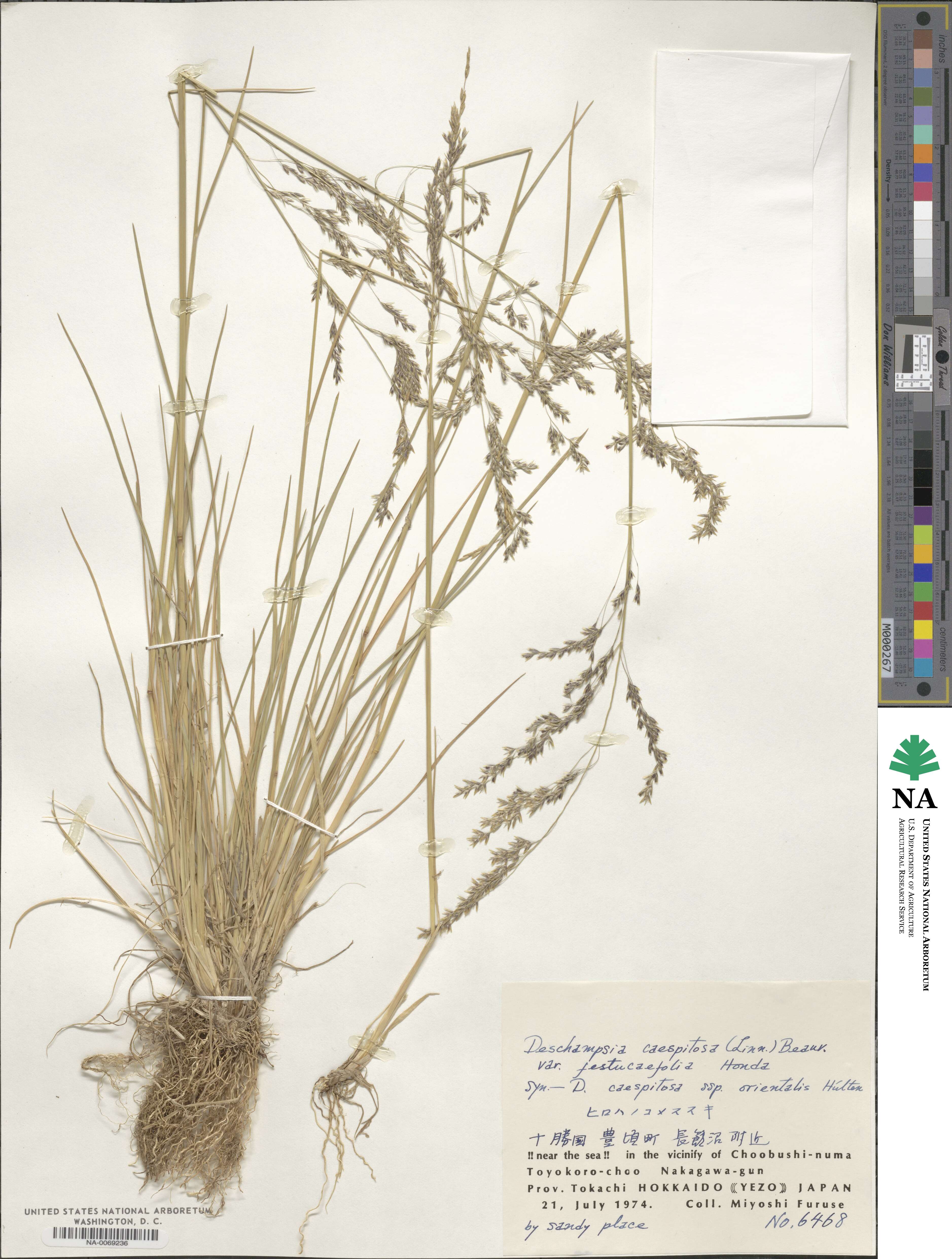 Deschampsia cespitosa subsp. cespitosa image