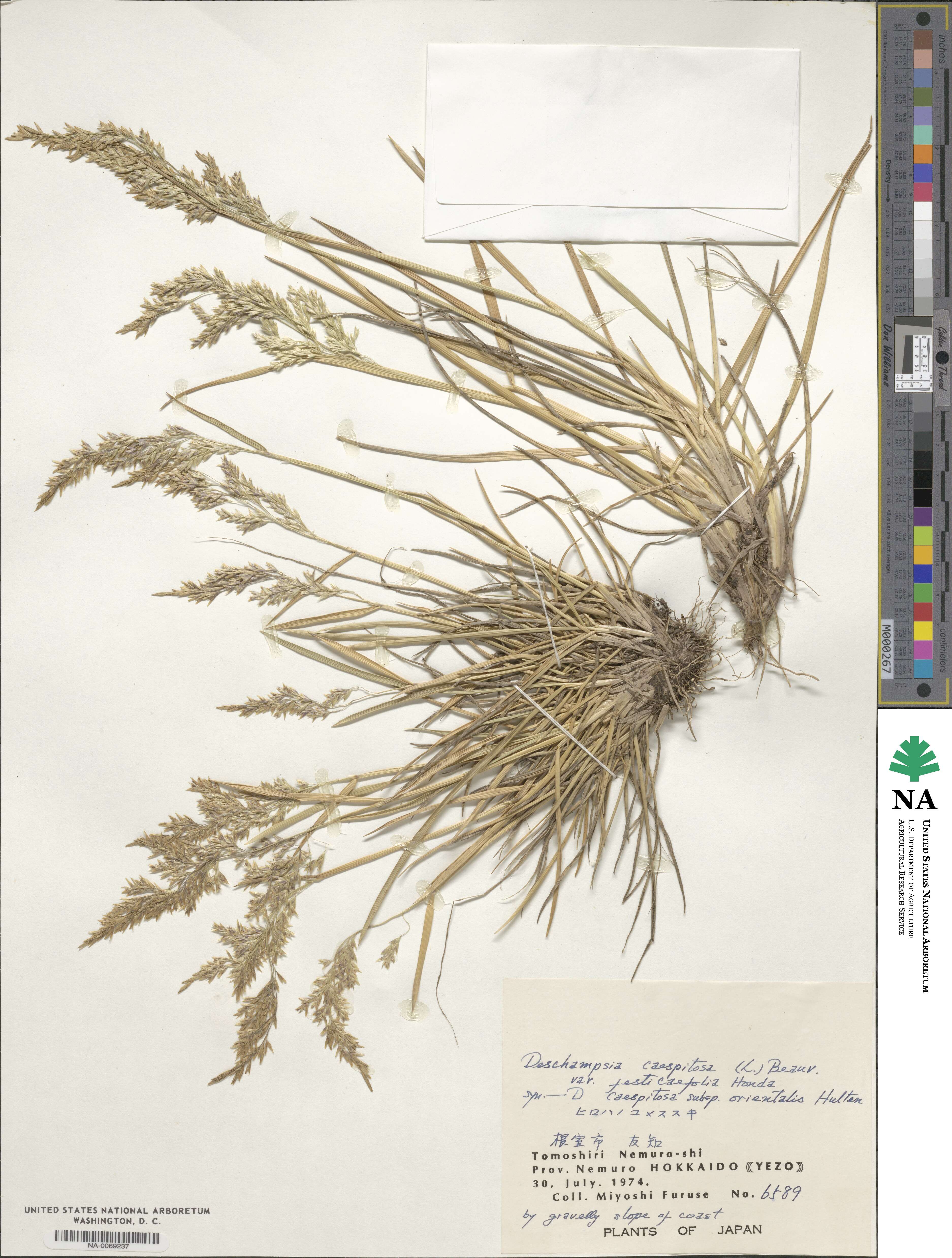 Deschampsia cespitosa subsp. cespitosa image
