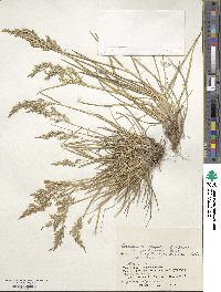 Deschampsia cespitosa subsp. cespitosa image