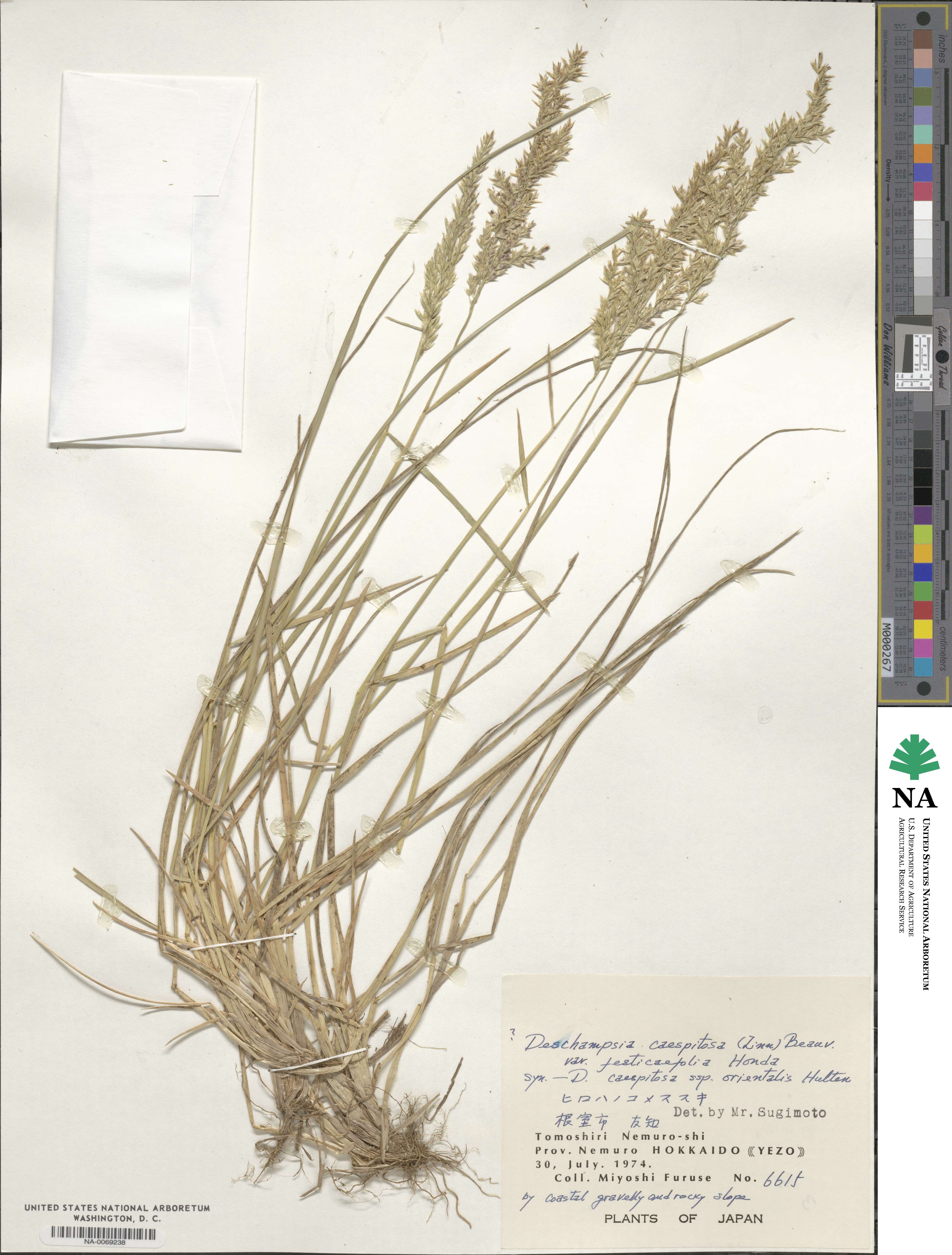 Deschampsia cespitosa subsp. cespitosa image