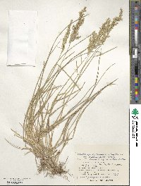 Deschampsia cespitosa subsp. cespitosa image