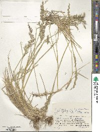 Deschampsia cespitosa image