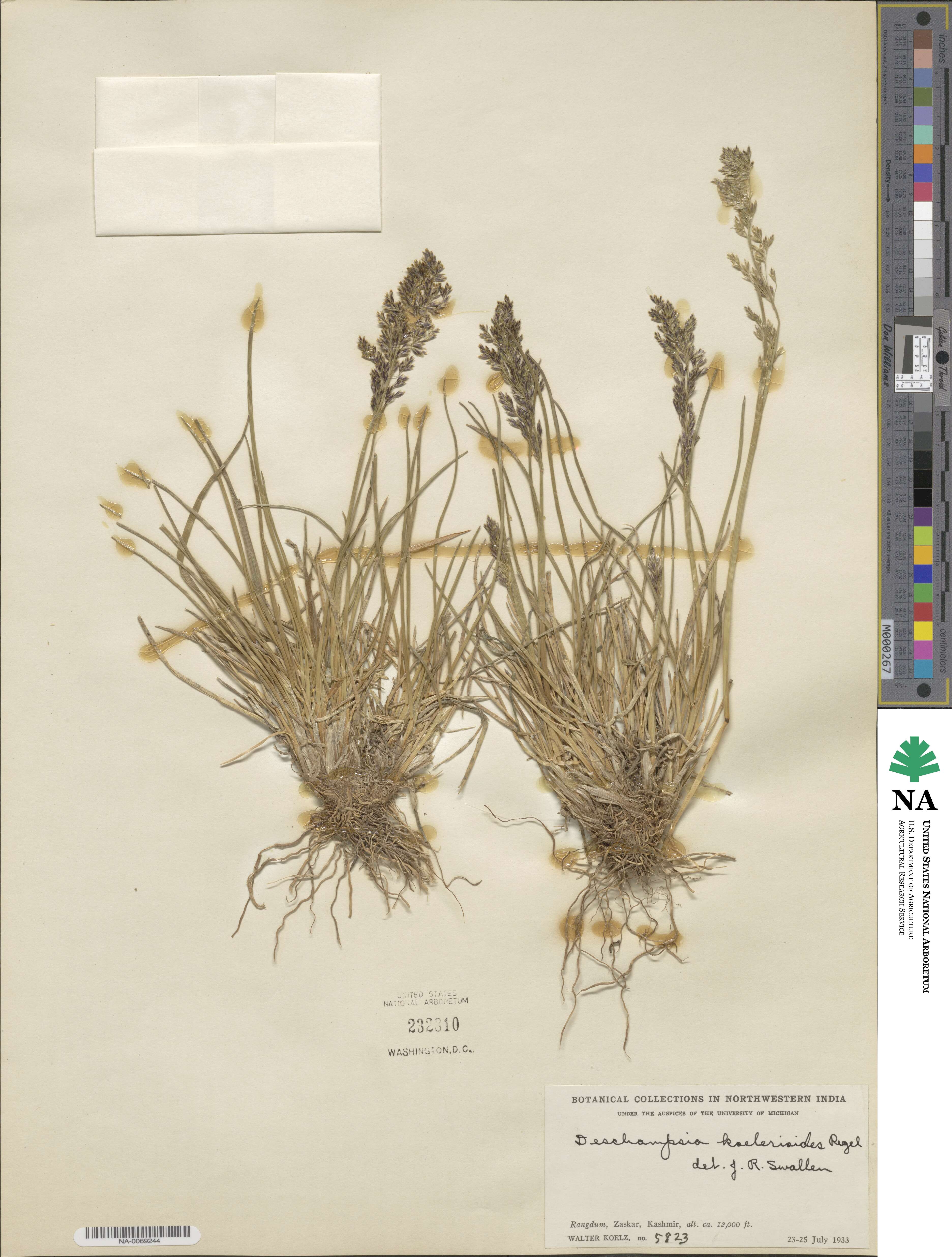 Deschampsia koelerioides image