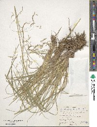 Deschampsia cespitosa image