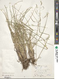 Deschampsia cespitosa image