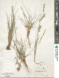 Deschampsia cespitosa image