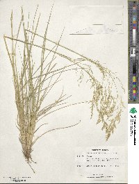 Deschampsia cespitosa image