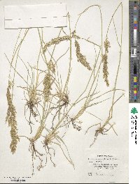 Deschampsia cespitosa image