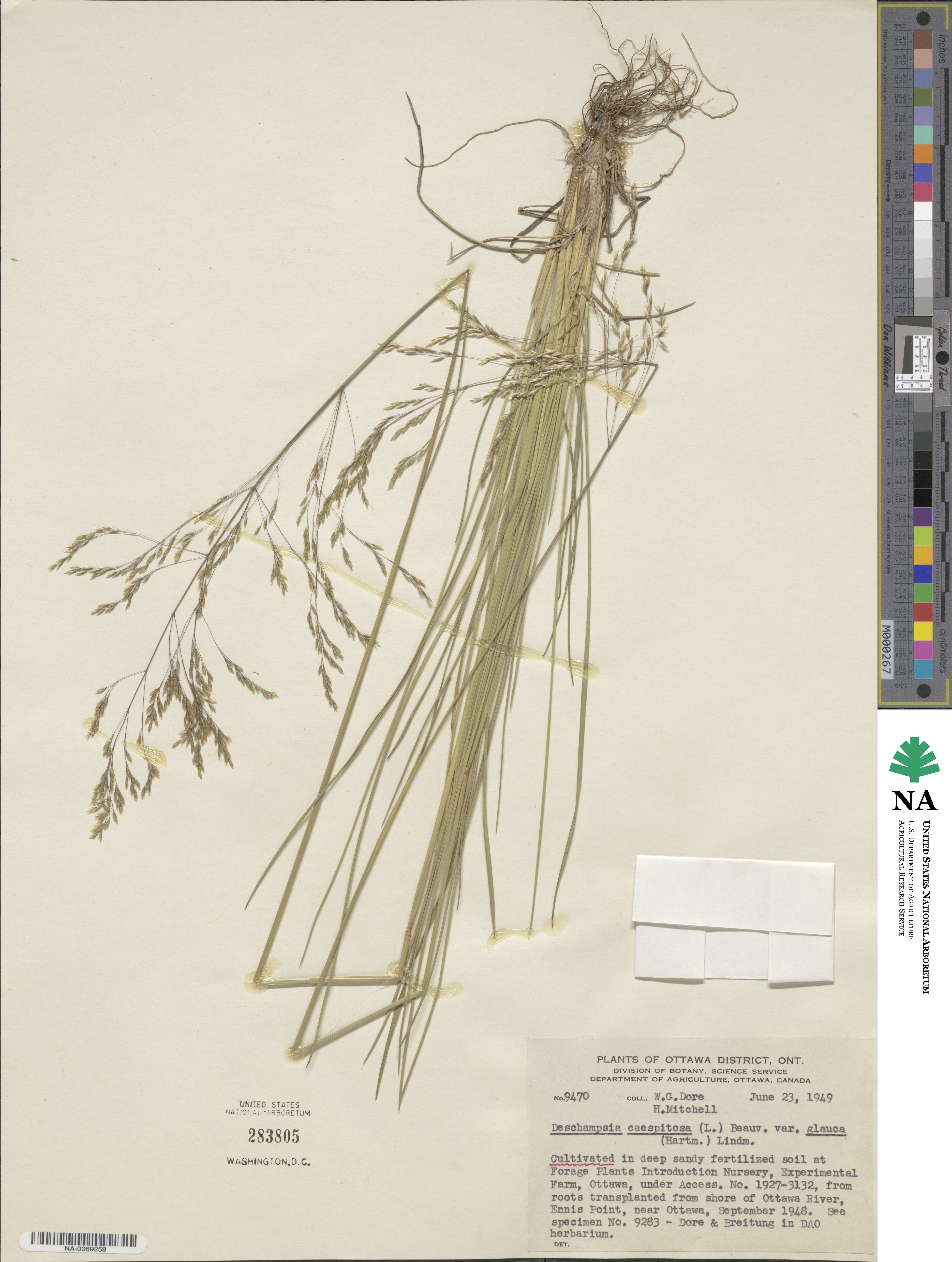 Deschampsia cespitosa subsp. cespitosa image