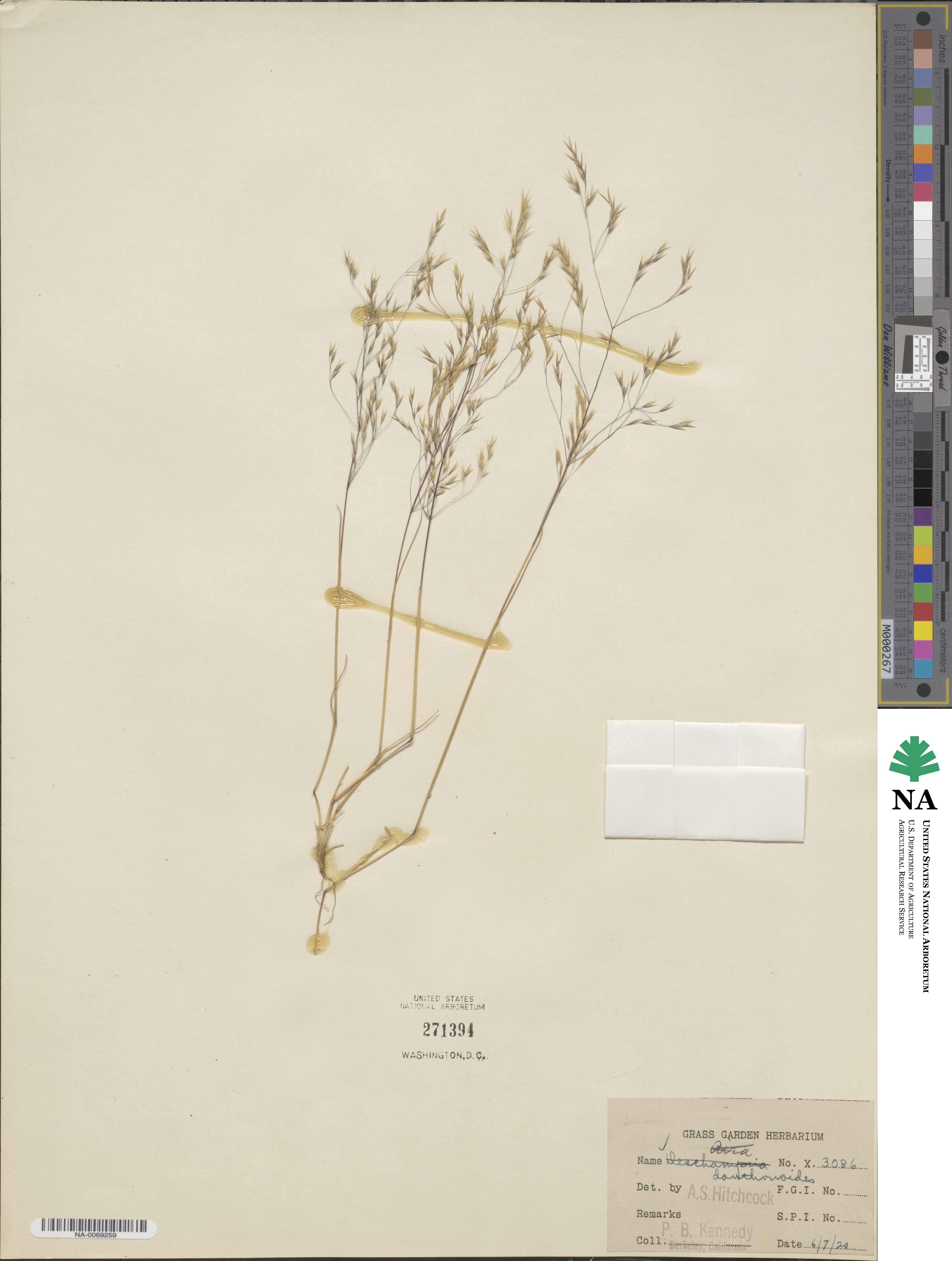 Deschampsia danthonioides image