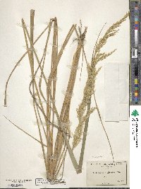 Calamagrostis nutkaensis image