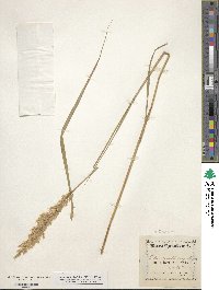 Calamagrostis purpurea image