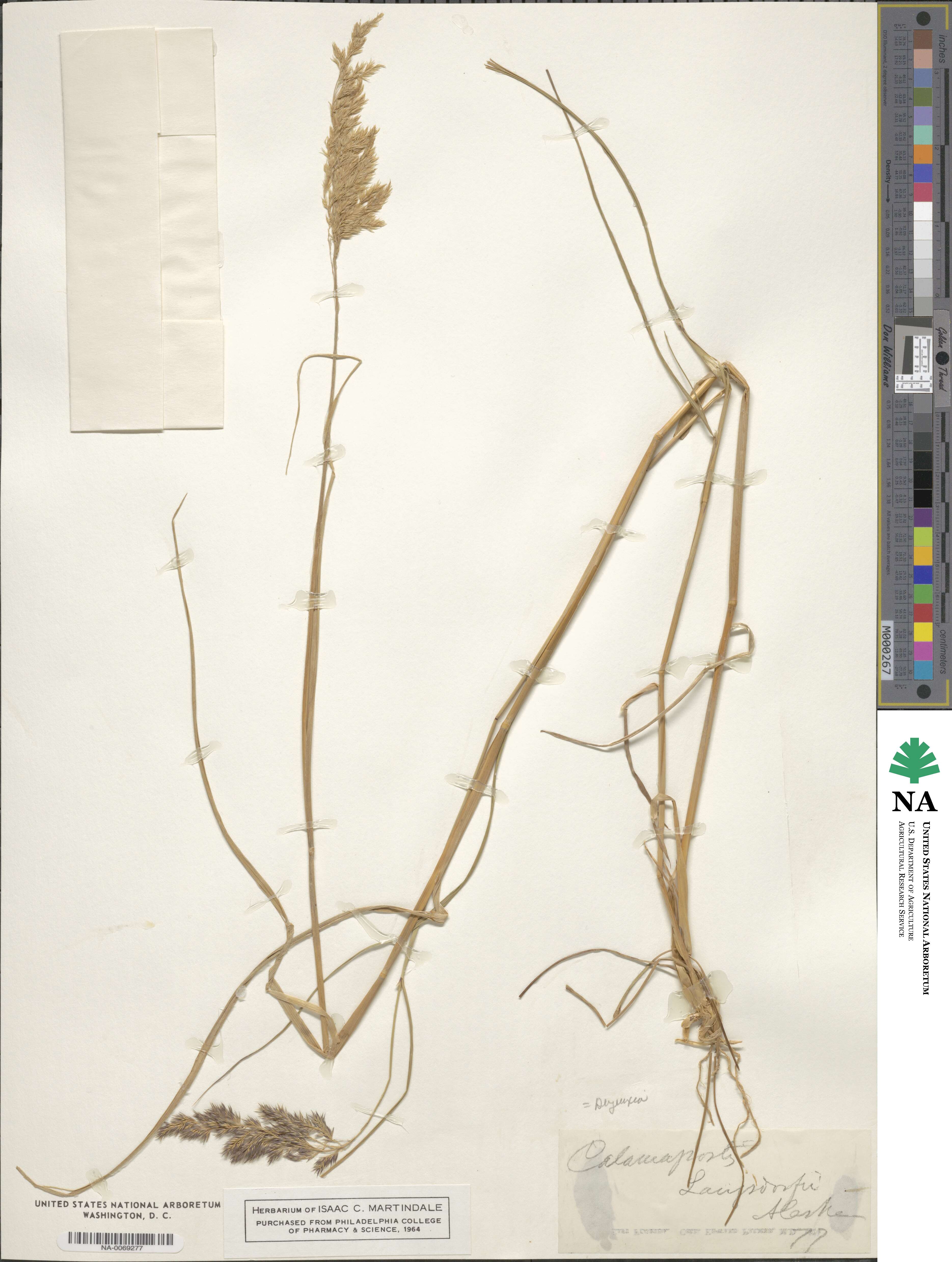 Calamagrostis purpurea image