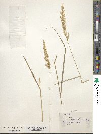 Calamagrostis purpurea image