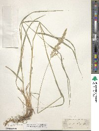 Calamagrostis purpurea image