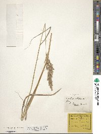 Calamagrostis purpurea image