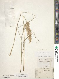 Calamagrostis purpurea image