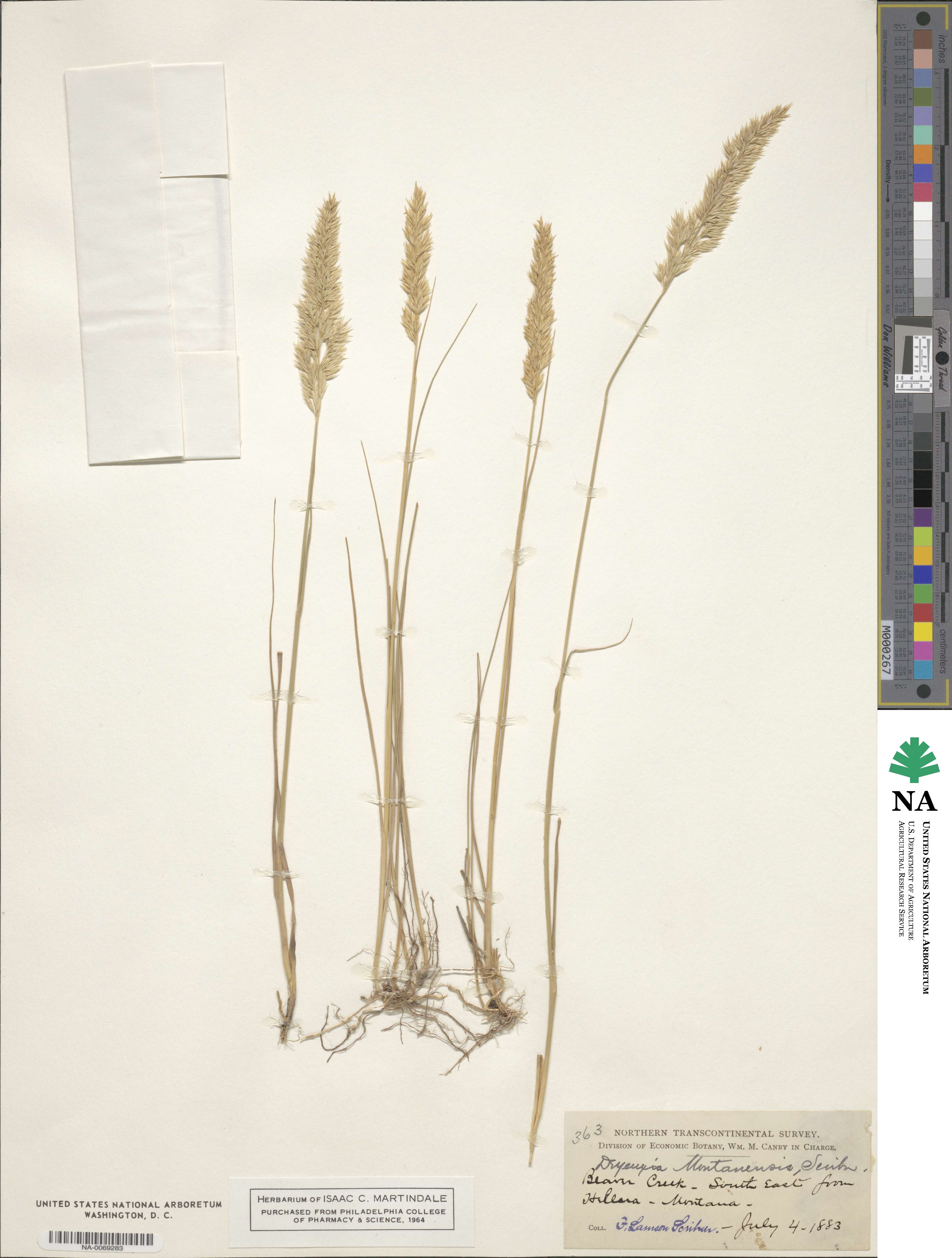Calamagrostis montanensis image