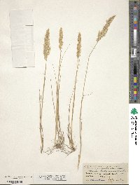 Image of Calamagrostis montanensis