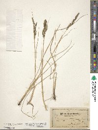 Calamagrostis stricta subsp. stricta image