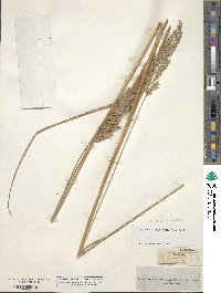 Calamagrostis canadensis image