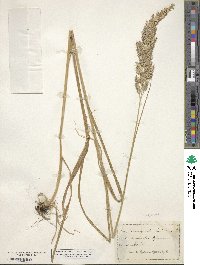 Calamagrostis canadensis image