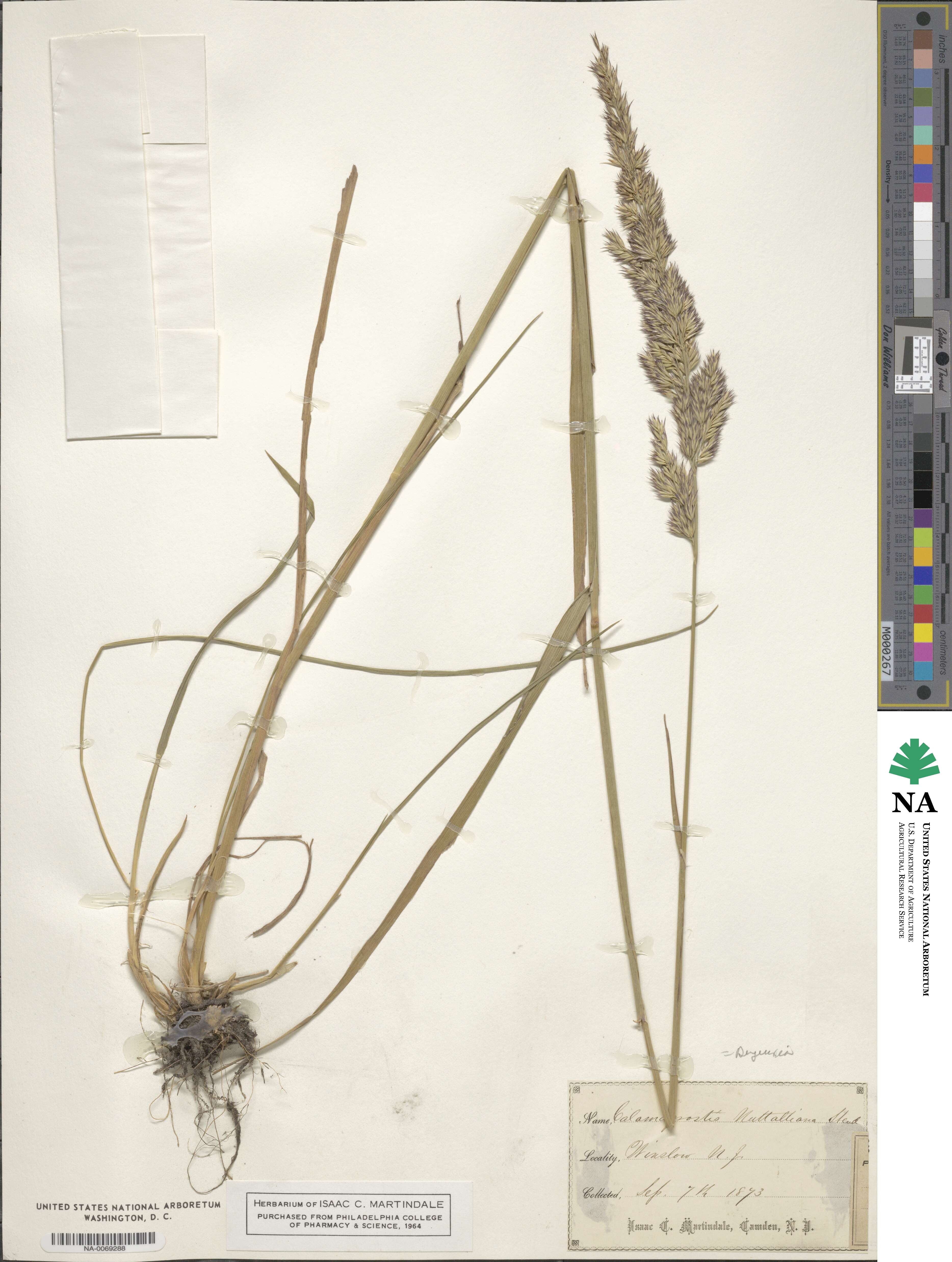 Calamagrostis image
