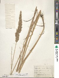 Calamagrostis canadensis image