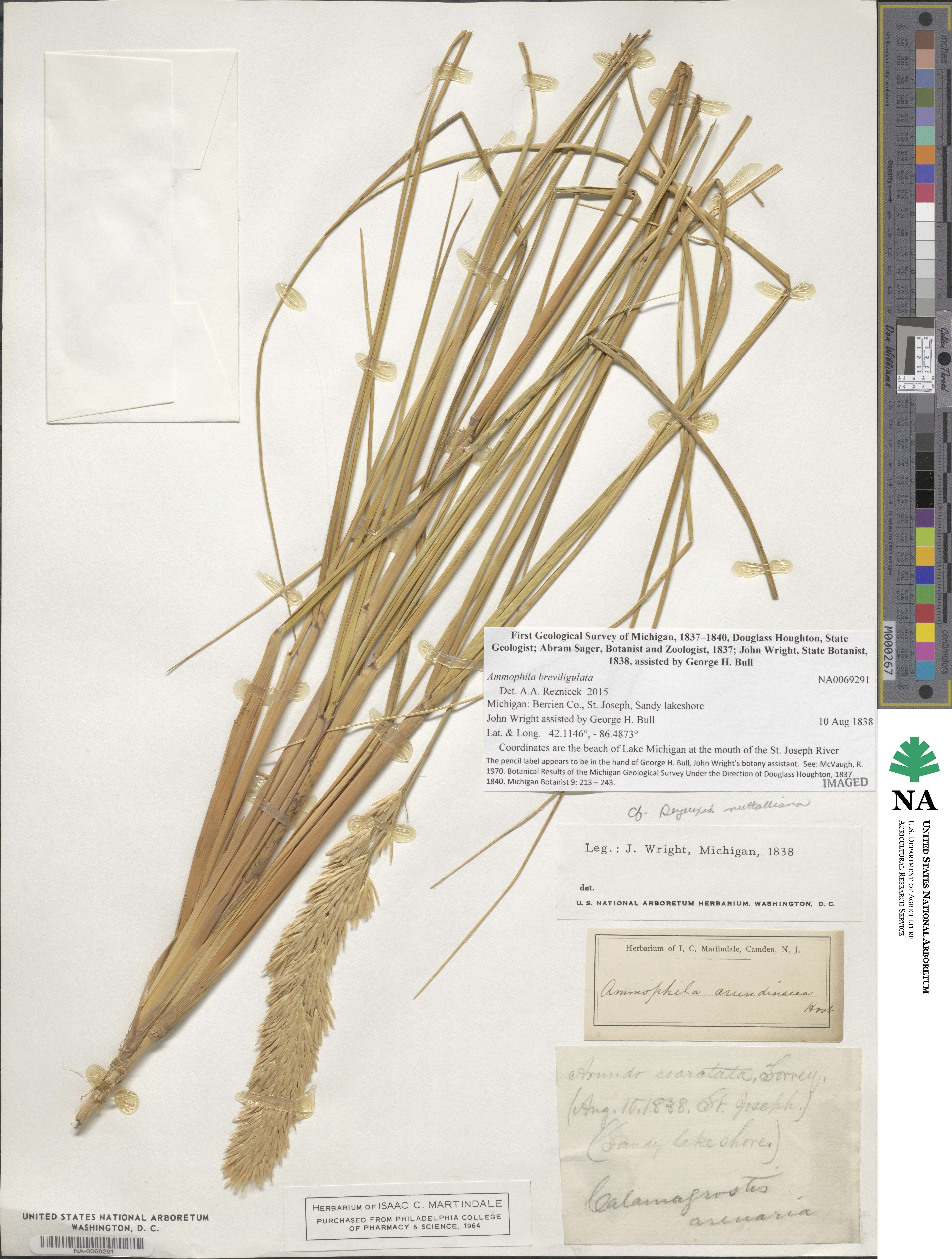 Calamagrostis breviligulata image