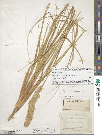 Calamagrostis breviligulata image