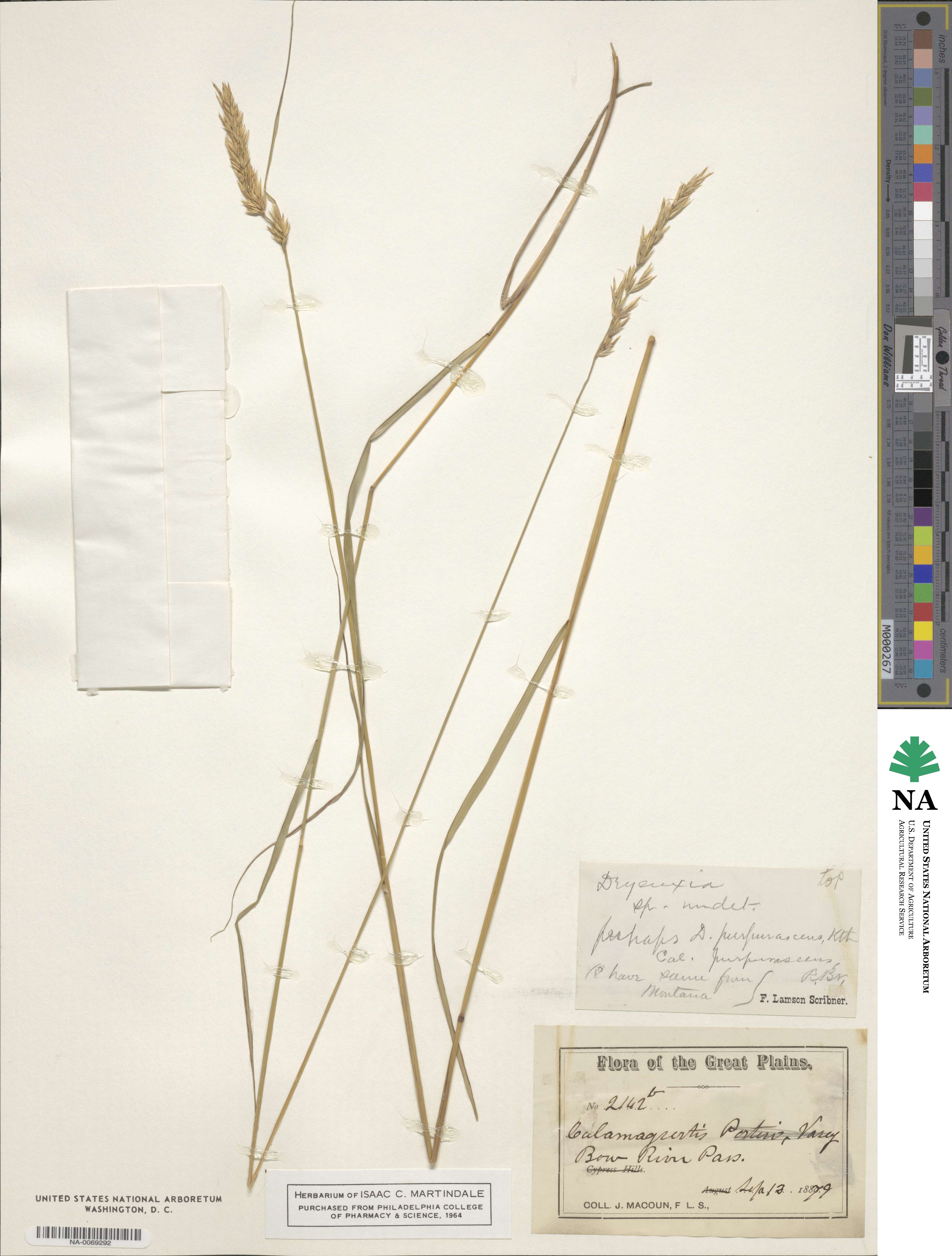 Calamagrostis purpurascens image