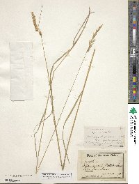 Calamagrostis purpurascens image