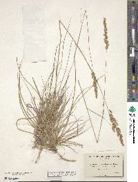 Image of Calamagrostis rubescens