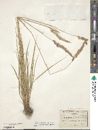 Calamagrostis rubescens image