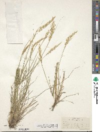 Calamagrostis rubescens image