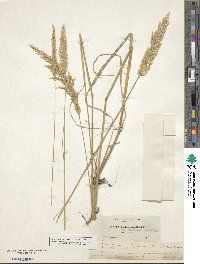 Calamagrostis rubescens image