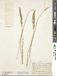 Calamagrostis arundinacea image