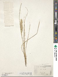 Calamagrostis arundinacea image