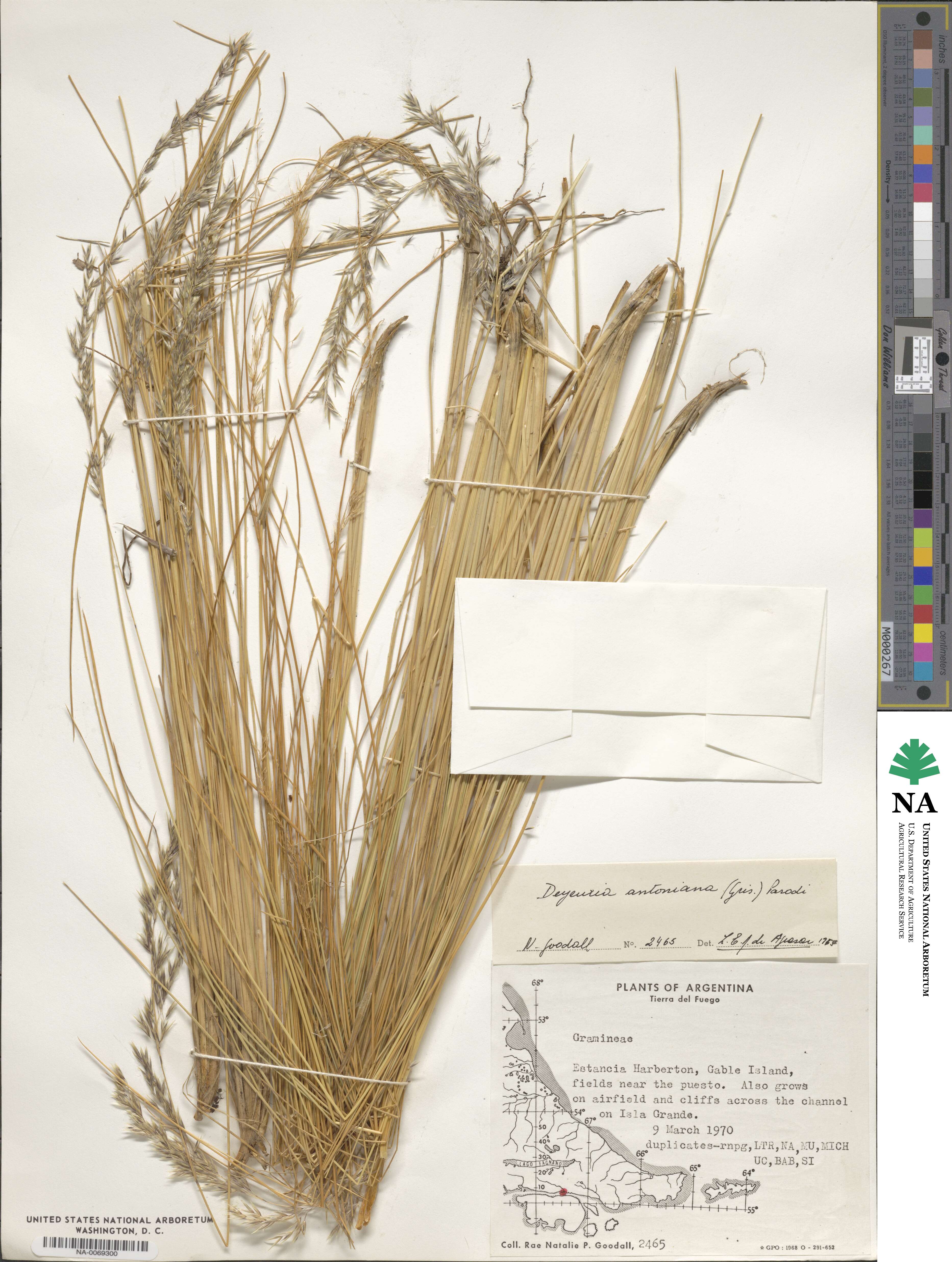 Cinnagrostis rigida image