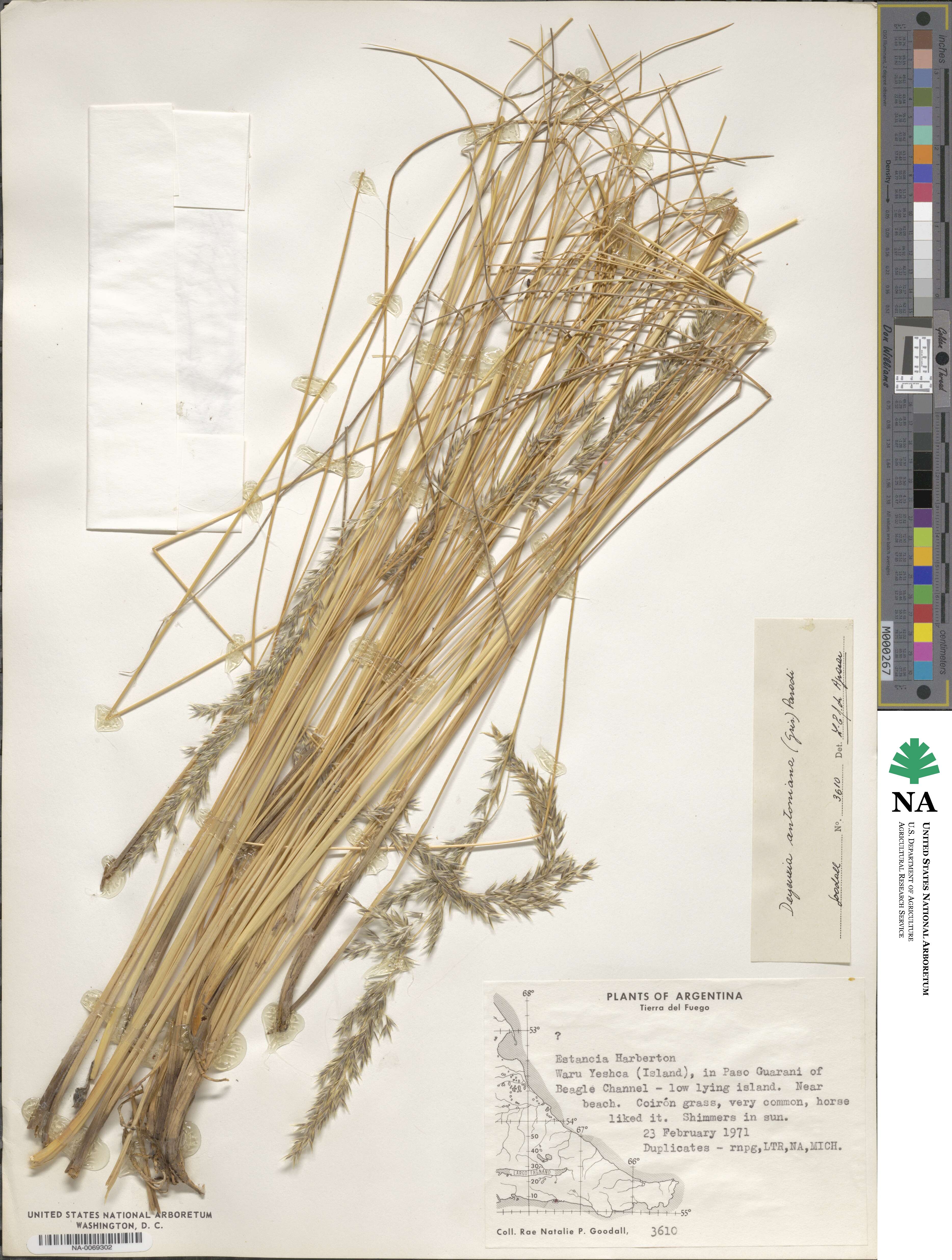 Cinnagrostis rigida image