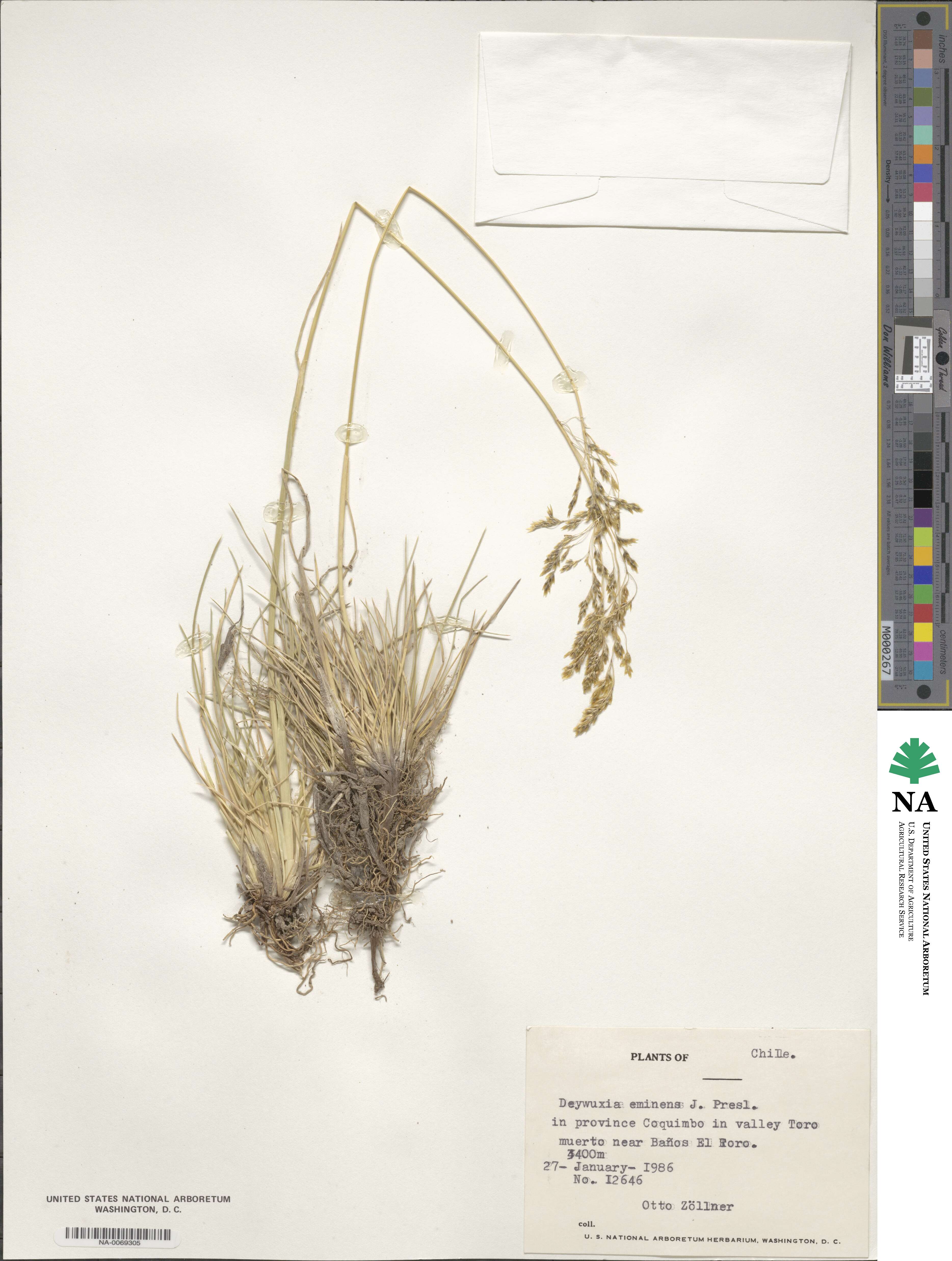 Deschampsia eminens image