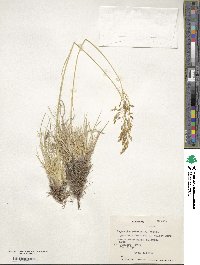 Image of Deschampsia eminens